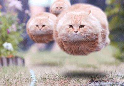 cats-floating_187