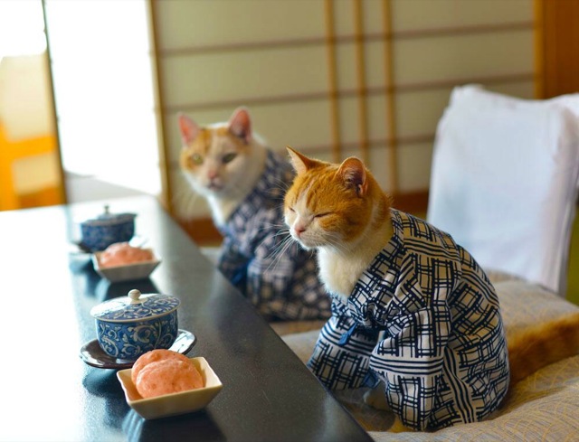 japan_guide_cats_25