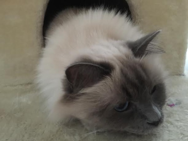 photo de chat