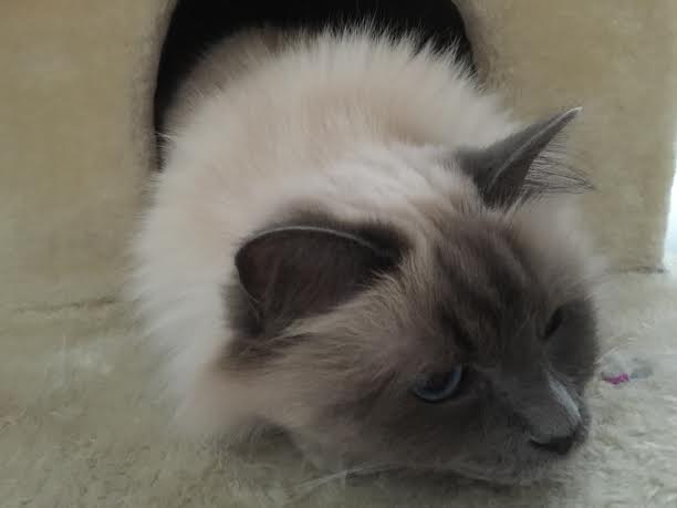 photo de chat