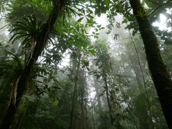 Forêt tropicale