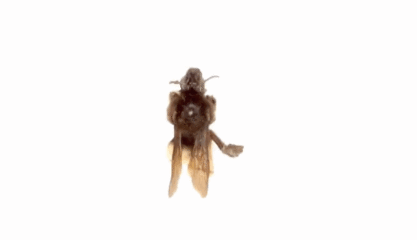 bees1