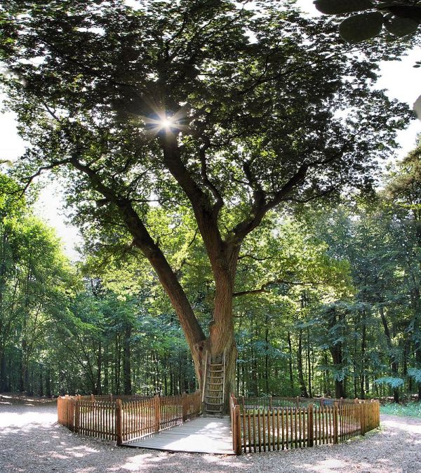 bridegroom oak