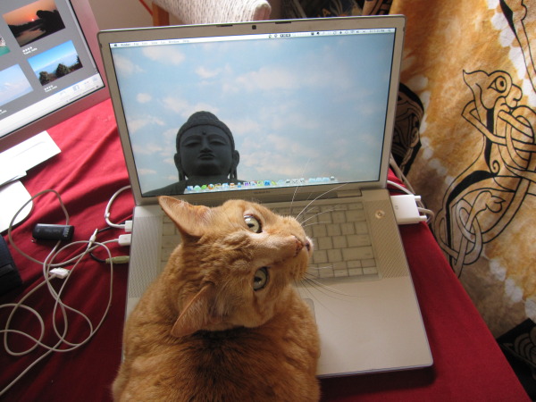 chat ordi