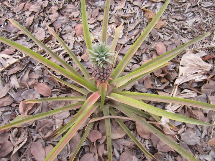 Ananas