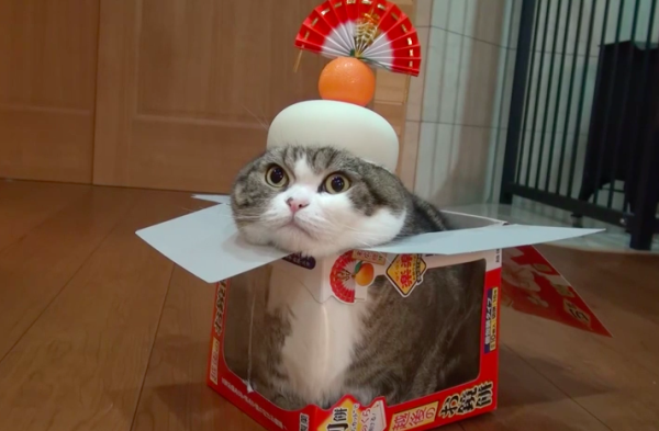 chat boite