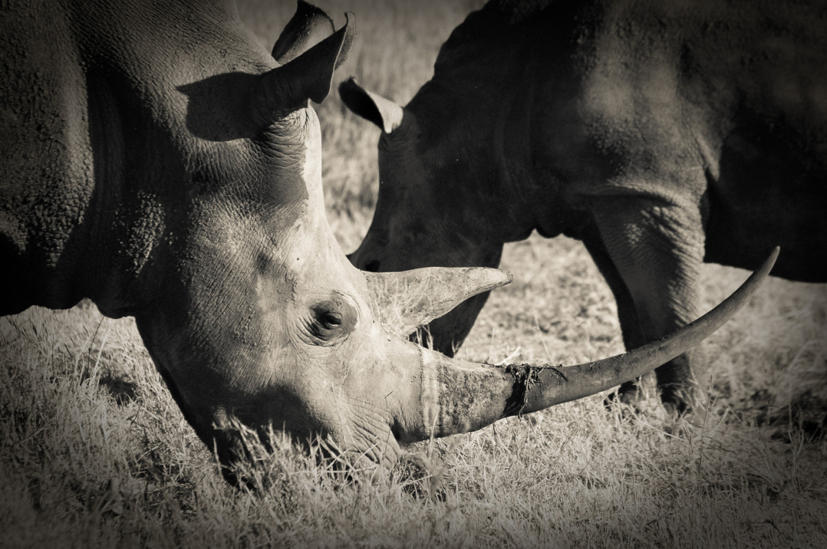 Rhinocéros 2