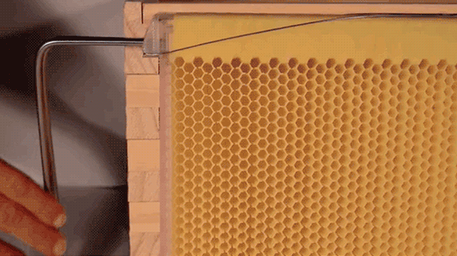 hive-gif