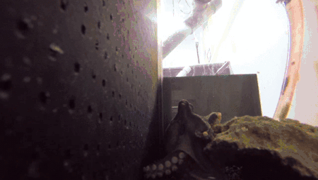 GIF poulpe