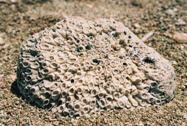 lb1