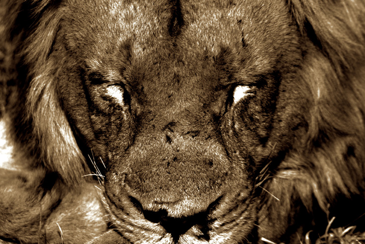 lion