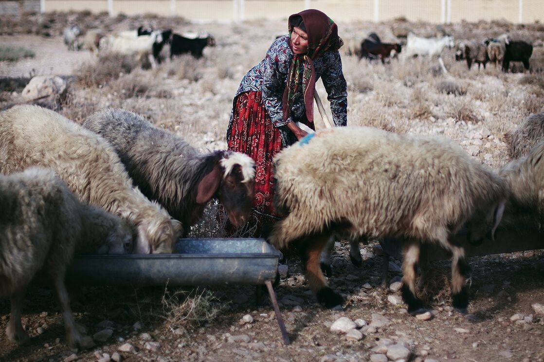 moutons Kares