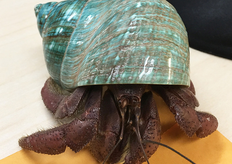jonathan livingston crab atlas obscura