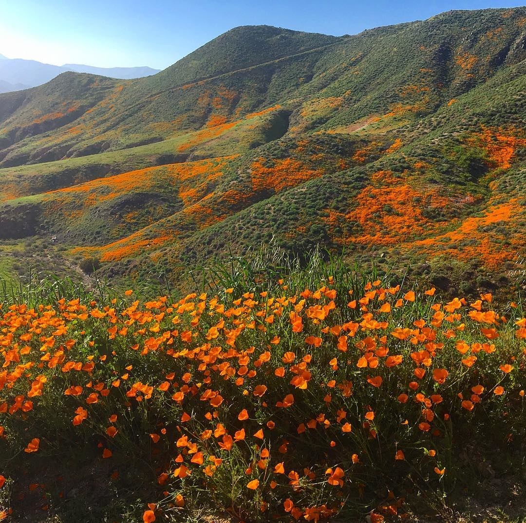 superbloom danielle l hamilton wired clique tv