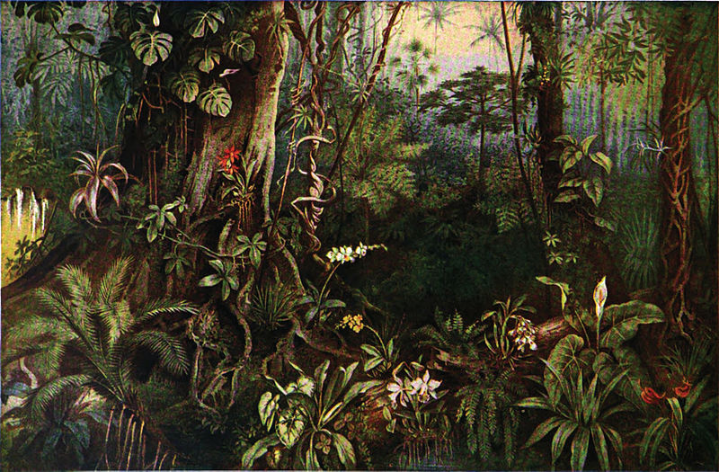 Forêt tropicale 2