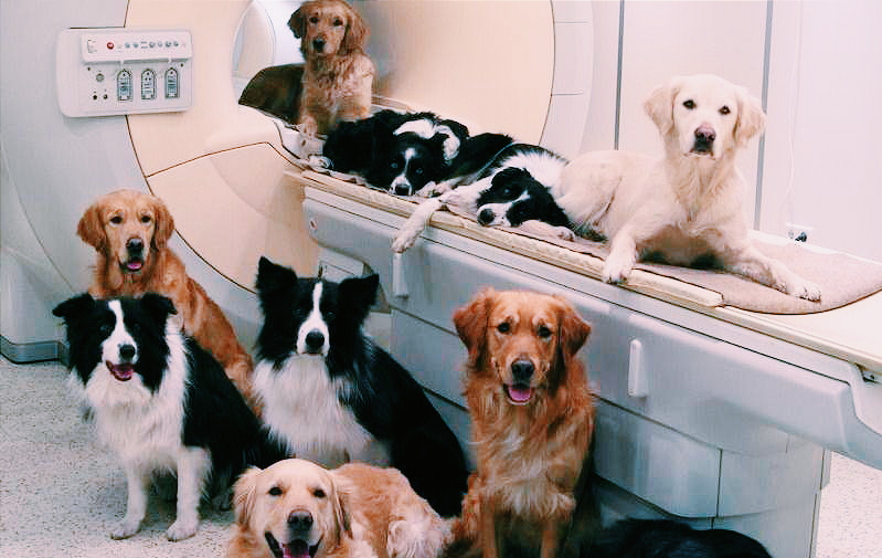 chiens sur une machine IRM