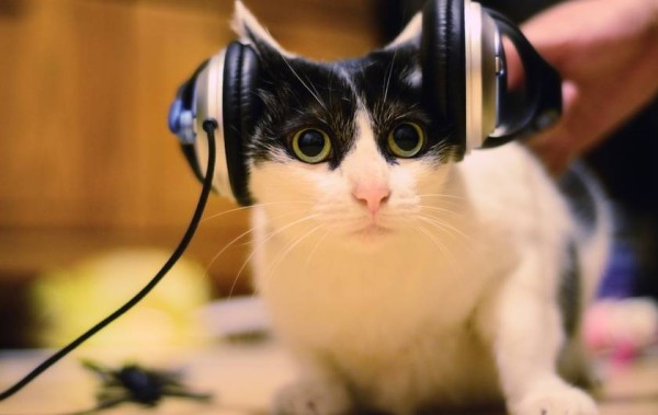 Musique chats