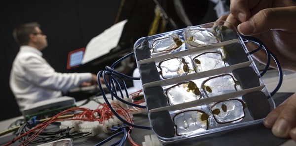 slime-mould-duet-biocomputer-music-658x325