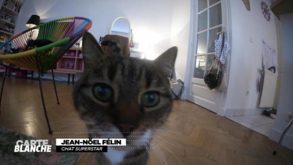 Le chat de Bérengère Krief