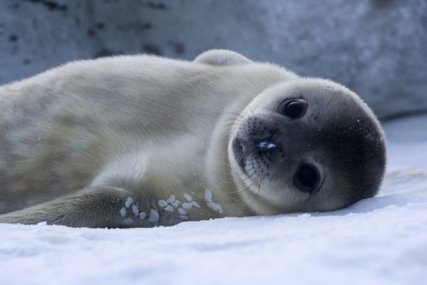 Bébé_Phoque_de_Weddell_-_Baby_Weddell_Seal