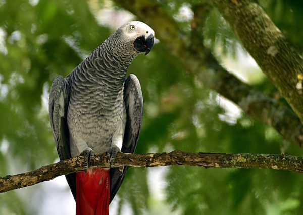 home-clique-tv-perroquet-gris-gabon