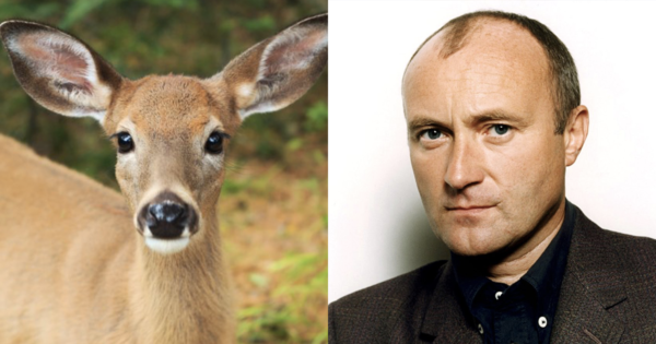 home-clique-tv-biche-phil-collins
